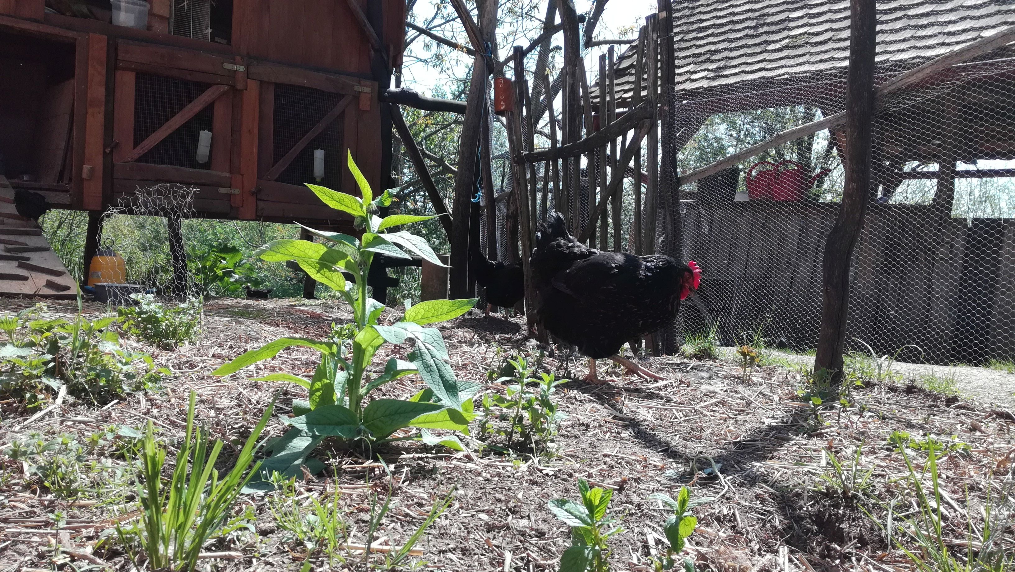 A garden for the chickens